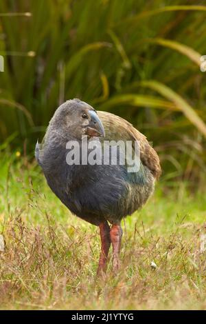 Takahe Küken (Porphyrio hochstetteri), Orokanui Ecosanctuary, in der Nähe von Dunedin, Südinsel, Neuseeland Stockfoto