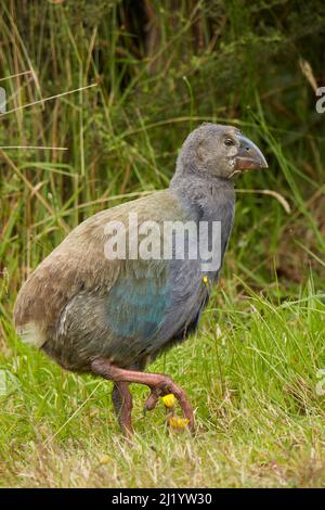 Takahe Küken (Porphyrio hochstetteri), Orokanui Ecosanctuary, in der Nähe von Dunedin, Südinsel, Neuseeland Stockfoto