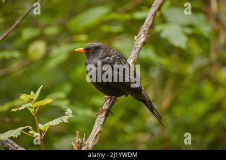 Blackbird (Turdus merula), Orokanui Ecosanctuary, in der Nähe von Dunedin, Südinsel, Neuseeland Stockfoto