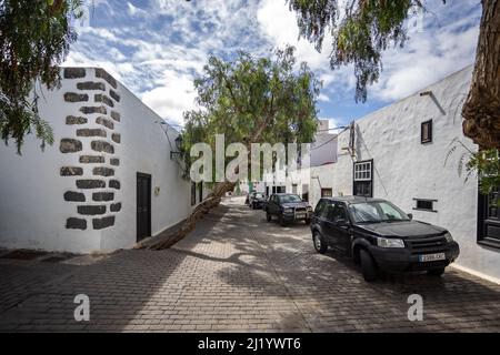 Avenue of Eucalyptus trees in Calle de Los Arboles in Teguise, Lanzarote, Spanien am 13. März 2022 Stockfoto