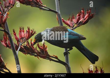 TUI (Prosthemadera novaeseelandiae) füttert Flachsblüten (Phormium Tenax), Orokanui Ecosanctuary, in der Nähe von Dunedin, Südinsel, Neuseeland Stockfoto