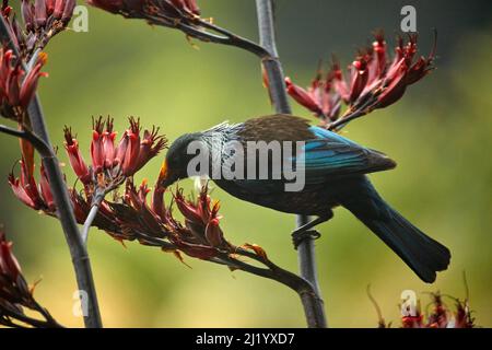 TUI (Prosthemadera novaeseelandiae) füttert Flachsblüten (Phormium Tenax), Orokanui Ecosanctuary, in der Nähe von Dunedin, Südinsel, Neuseeland Stockfoto