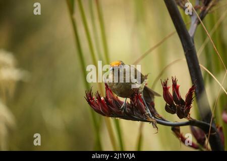 Bellbird (Anthornis melanura) in Leinwandpflanze, Orokanui Ecosanctuary, in der Nähe von Dunedin, Südinsel, Neuseeland Stockfoto