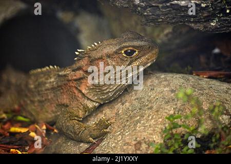 Tuatara (Sphenodon punctatus), Orokanui Ecosanctuary, in der Nähe von Dunedin, Südinsel, Neuseeland Stockfoto