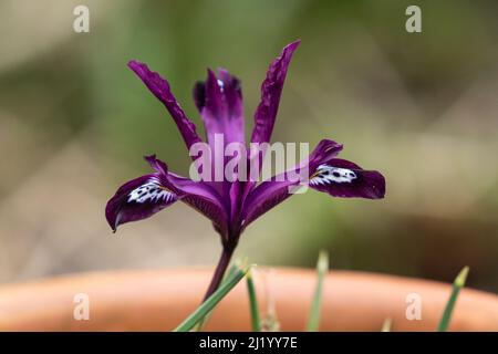 Iris Reticulata 'Pauline'. Stockfoto