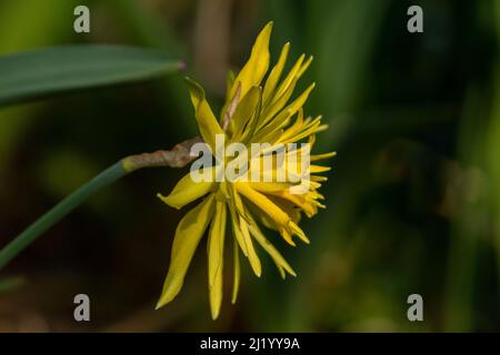 Zwergdaffodil „Rip Van Winkle“. Stockfoto