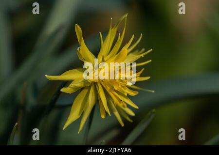 Zwergdaffodil „Rip Van Winkle“. Stockfoto