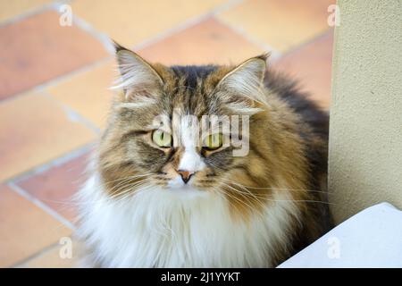 Alvin - Porträt einer sibirischen Katze Stockfoto