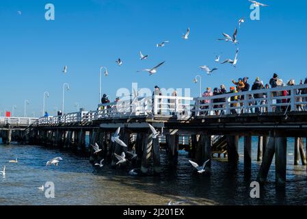 30. August 2020, Gdask, Polen, Blick auf den Sopot-Damm an der Ostsee. Die Menschen füttern die Möwenvögel Stockfoto