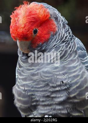 Bezaubernder, bezaubernder männlicher Gang-Cockatoo mit schillerndem, vibrierendem Gefieder. Stockfoto