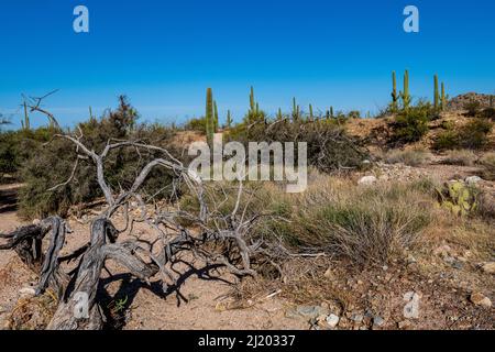 Schöner Saguaro Kaktus vor dem strahlend blauen Himmel im Saguaro Nationalpark Stockfoto