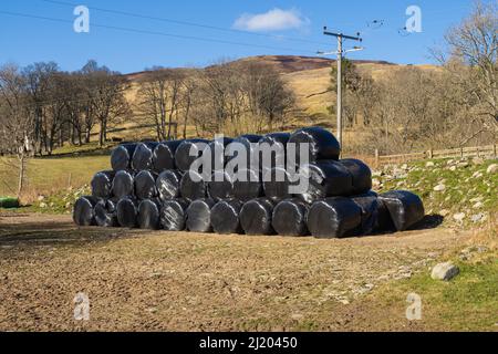 25.03.2022 Amulree, Perthshire, Schottland, Großbritannien. Heuballen in schwarzem Kunststoff verpackt, gestapelt in der Nähe einer Farm auf dem Rob Roy Way Stockfoto