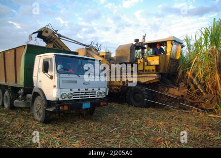 Chambas, Kuba, 21. Februar 2010. Verladen von Zuckerrohr in alte russische Lastwagen Stockfoto