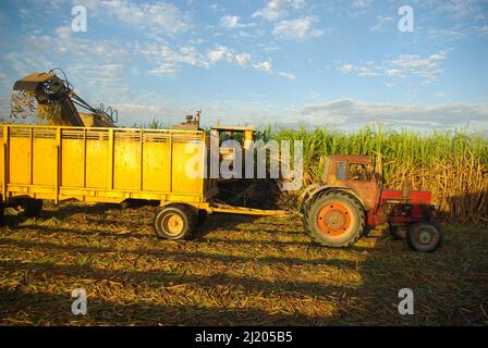 Chambas, Kuba, 21. Februar 2010. Verladen von Zuckerrohr in alte russische Lastwagen Stockfoto