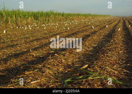 Typische landwirtschaftliche Landschaft Kubas, in chambas. Zuckerrohrernte Stockfoto