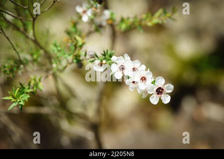 Manuka Blüte Nahaufnahme auf Stamm im Frühjahr Bokeh Hintergrund Stockfoto