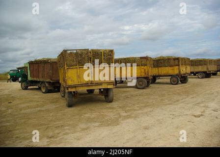 Chambas, Kuba, 21. Februar 2010. Verladen von Zuckerrohr in alte russische Lastwagen Stockfoto