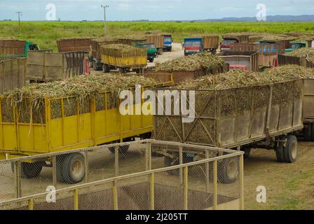 Chambas, Kuba, 21. Februar 2010. Verladen von Zuckerrohr in alte russische Lastwagen Stockfoto