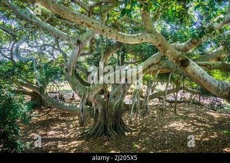 Eine mächtige Moreton Bay Fig (Ficus macrophylla) am Wellington Point, Southern Moreton Bay, City of Redland, Queensland, Australien Stockfoto