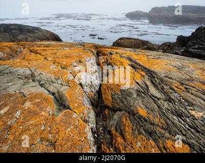 WA21192-00...WASHINGTON -leuchtend orange Flechten auf Felsen entlang der Küste am Iceberg Point auf Lopez Island. Stockfoto