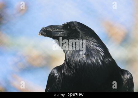 Kolkrabe / Rabe / Corvus corax Stockfoto