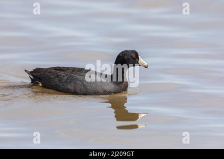 American Coot (Fulica americana) schwimmend im Mississippi River in Iowa Stockfoto