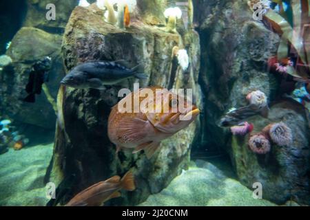 Unterwasseransicht eines kupferfarbenen Steinfisches, der in einem Tank im Point Defiance Zoo und Aquarium schwimmt Stockfoto