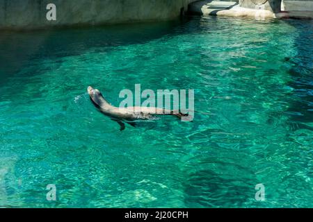 Beeindruckender Blick auf einen einzelnen kalifornischen Seelöwen, der seinen Kopf aus dem Wasser spähe, während er im Point Defiance Zoo in seinem Lebensraum schwimmt Stockfoto