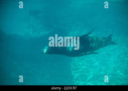 Beeindruckender Blick auf einen einzelnen kalifornischen Seelöwen, der im Point Defiance Zoo in seinem Lebensraum schwimmt Stockfoto