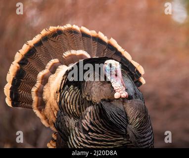 Nahaufnahme von Merriams turkey (Meleagris galopavo) tom, der Anfang des Frühlings in Colorado, USA, stolziert Stockfoto