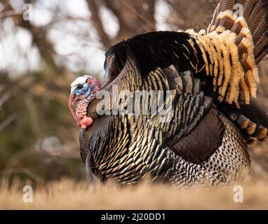 Nahaufnahme von Merriams turkey (Meleagris galopavo) tom, der Anfang des Frühlings in Colorado, USA, stolziert Stockfoto