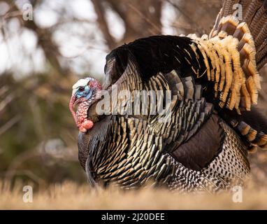 Nahaufnahme von Merriams turkey (Meleagris galopavo) tom, der Anfang des Frühlings in Colorado, USA, stolziert Stockfoto