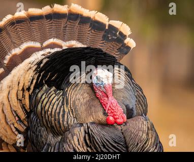Nahaufnahme von Merriams turkey (Meleagris galopavo) tom, der Anfang des Frühlings in Colorado, USA, stolziert Stockfoto