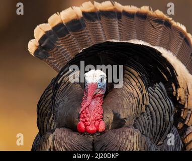 Nahaufnahme von Merriams turkey (Meleagris galopavo) tom, der Anfang des Frühlings in Colorado, USA, stolziert Stockfoto