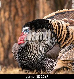 Nahaufnahme von Merriams turkey (Meleagris galopavo) tom, der Anfang des Frühlings in Colorado, USA, stolziert Stockfoto