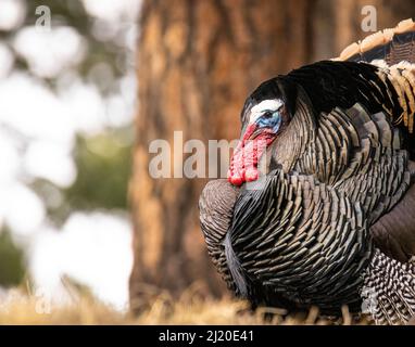 Nahaufnahme von Merriams turkey (Meleagris galopavo) tom, der Anfang des Frühlings in Colorado, USA, stolziert Stockfoto