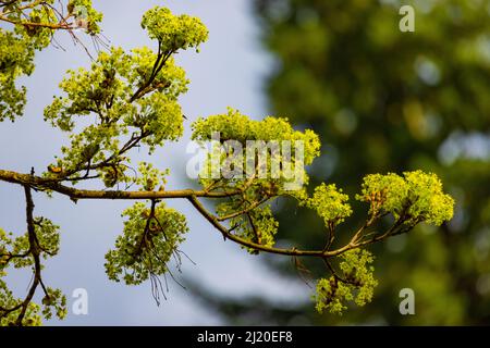 Schöner kleiner Baum, der mit Blumen beladen ist, die sich in die Luft ausdehnen und von einer sanften Brise erfüllt werden. Stockfoto