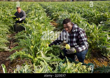 Männliche Arbeiter ernten Artischocken auf der Plantage Stockfoto