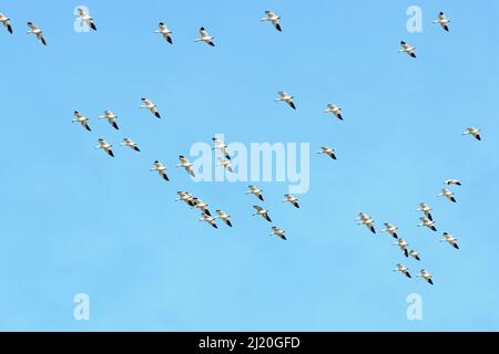 Schneegänse Fliegen schöne Muster gegen Einen blauen Himmel, USA Stockfoto