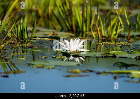 Eine flache Fokusaufnahme einer weißen Seerose und grünen Pads, die in hellem Sonnenlicht auf der Wasseroberfläche schweben Stockfoto