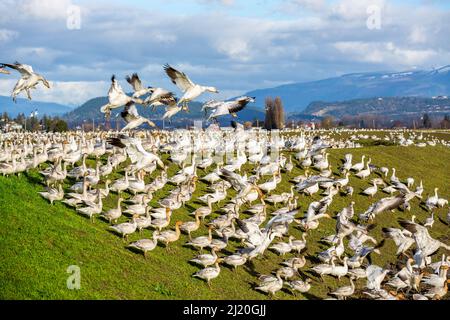 Schneegänse landen auf Einem Farmfeld auf Fir Island im Skagit Wildlife Area Stockfoto