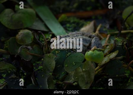 Eine Nahaufnahme eines Frosches, der auf den schwimmenden Pflanzen auf dem Wasser der Donau sitzt Stockfoto
