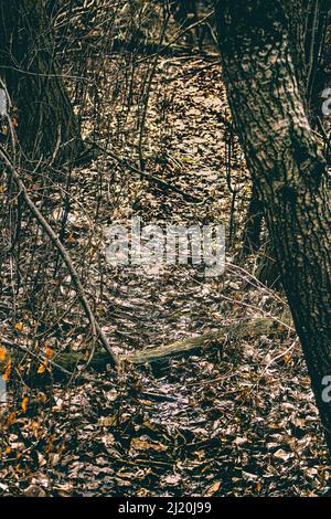 Schnee ist weg und Blätter sind überall, ein kleiner Wildpfad durch den Wald Stockfoto