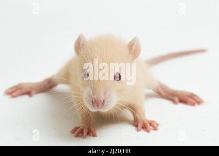 Niedliche Albino-Ratte auf weißem Hintergrund isoliert Stockfoto