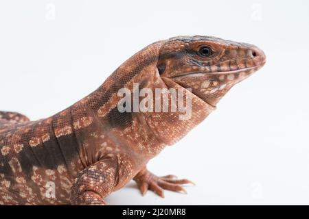 Die rote Tegu-Eidechse Salvator rufescens isoliert auf weißem Hintergrund Stockfoto