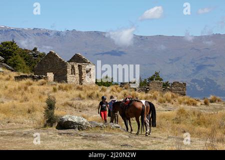 Horses and Historic Goldminers Cottage, Bendigo, Central Otago, South Island, Neuseeland Stockfoto