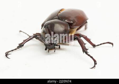 nashornkäfer Xylotrupes australicus isoliert auf weißem Hintergrund Stockfoto