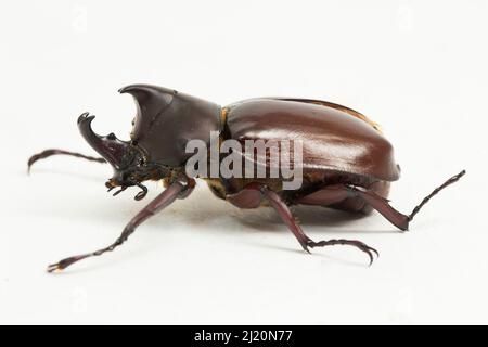 nashornkäfer Xylotrupes australicus isoliert auf weißem Hintergrund Stockfoto