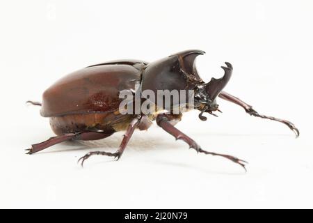 nashornkäfer Xylotrupes australicus isoliert auf weißem Hintergrund Stockfoto