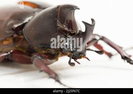 nashornkäfer Xylotrupes australicus isoliert auf weißem Hintergrund Stockfoto